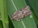 Spodoptera sp (Armyworm Moth).jpg